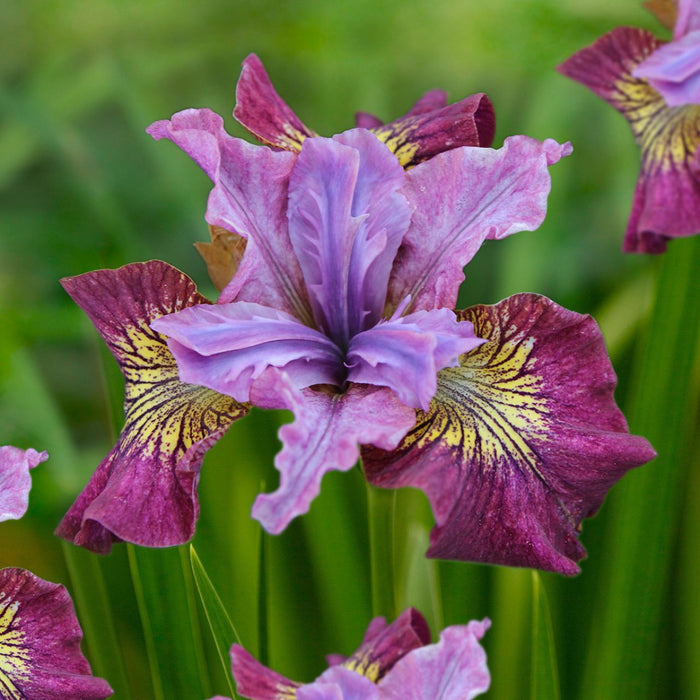 Iris-Miss Apple - G1