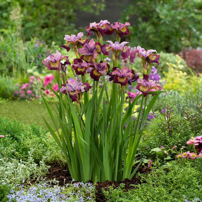 Iris-Miss Apple - G1