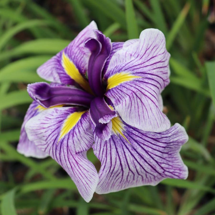 Iris-Sundae - G1