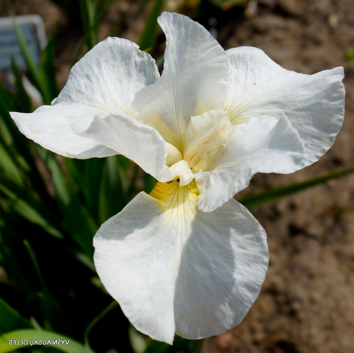 Iris-Swans in Flight - G1