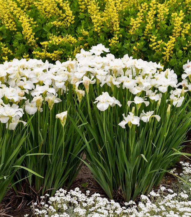 Iris-Swans in Flight - G1