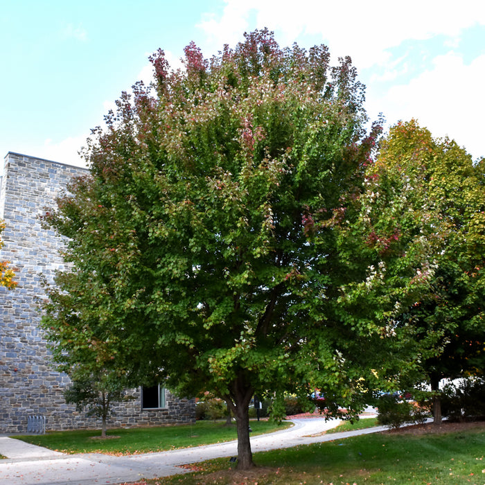 Maple-Brandywine - G7