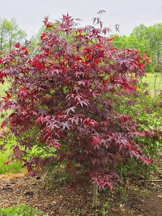 Maple-J. Emperor I - G7