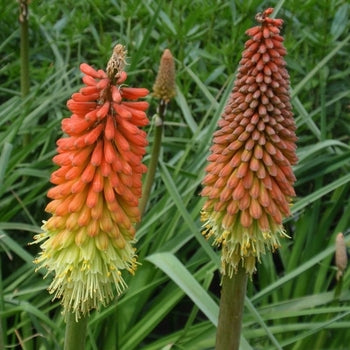 Kniphofia-Flame. - G1
