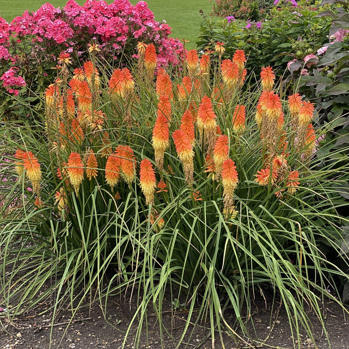 Kniphofia-Hot and Cold - G1