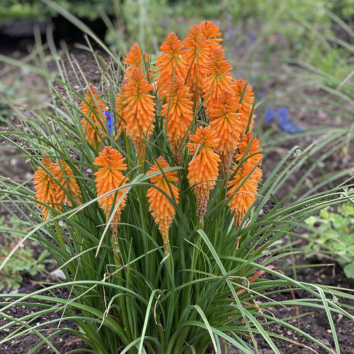 Kniphofia-Orange Blaze - G1