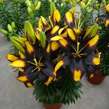 Lilium-Tiny Massive - G1