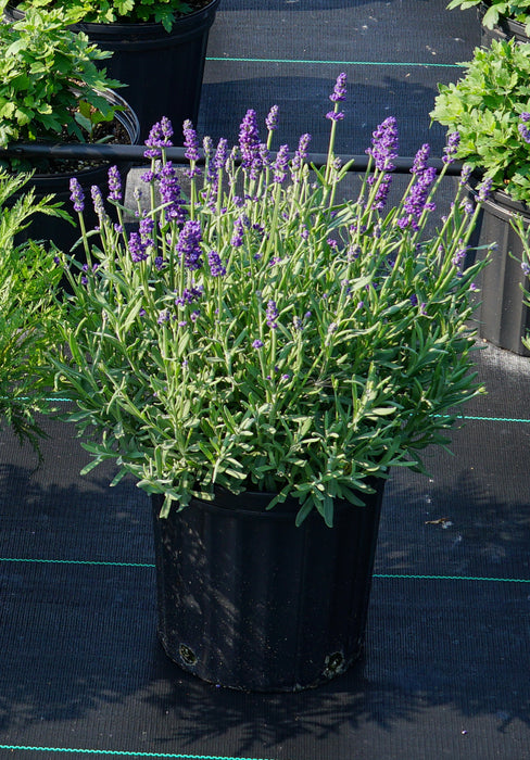 Lavender-Annet - G1