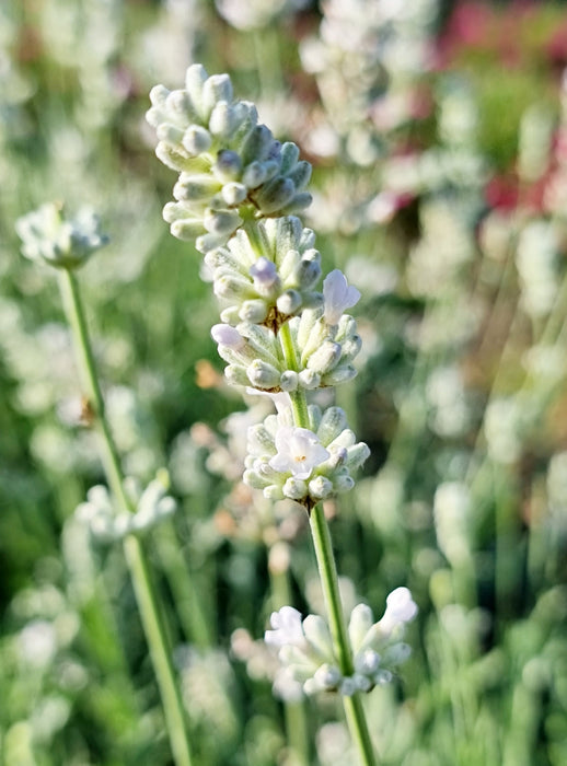 Lavender-Big Time White - G1