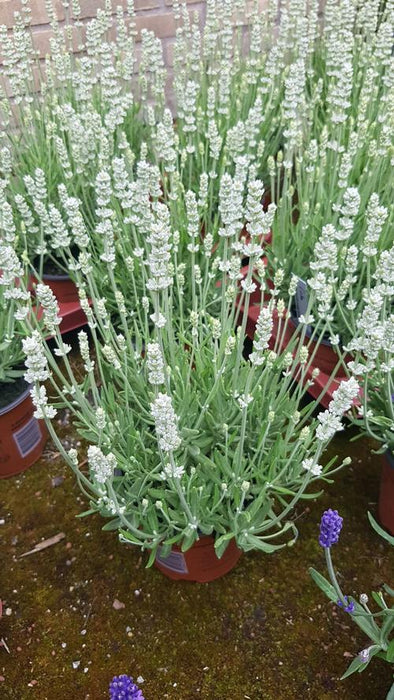 Lavender-Big Time White - G1