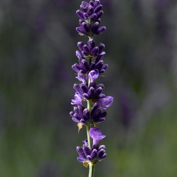 Lavender-Hidcote - G1