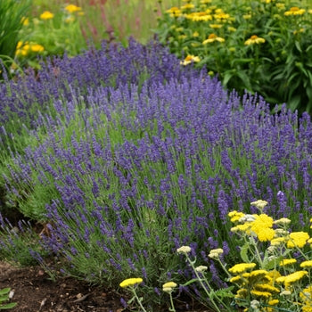 Lavender-Hidcote - G1
