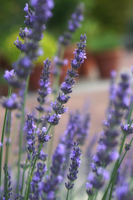 Lavender-Phenomenal - G1