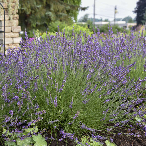 Lavender-Phenomenal - G1