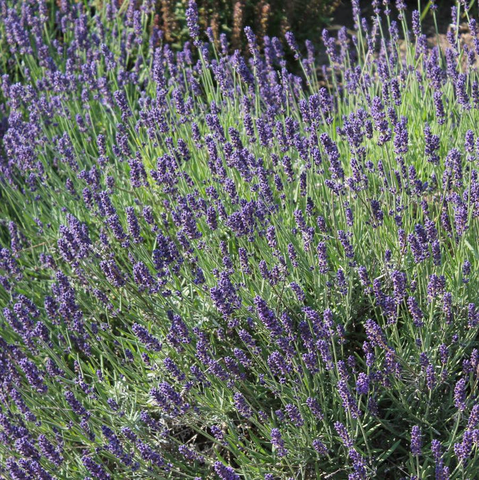 Lavender-Sweet Romance - G1