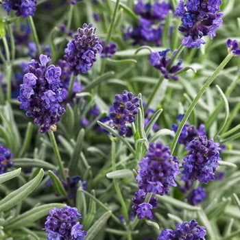 Lavender-Sweet Romance - G1