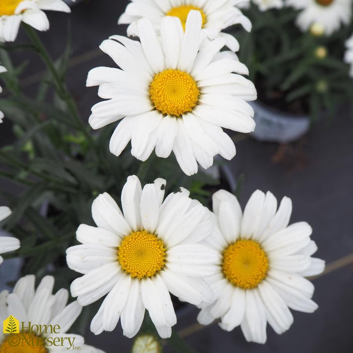 Leucanthemum-Daisy Duke - G1