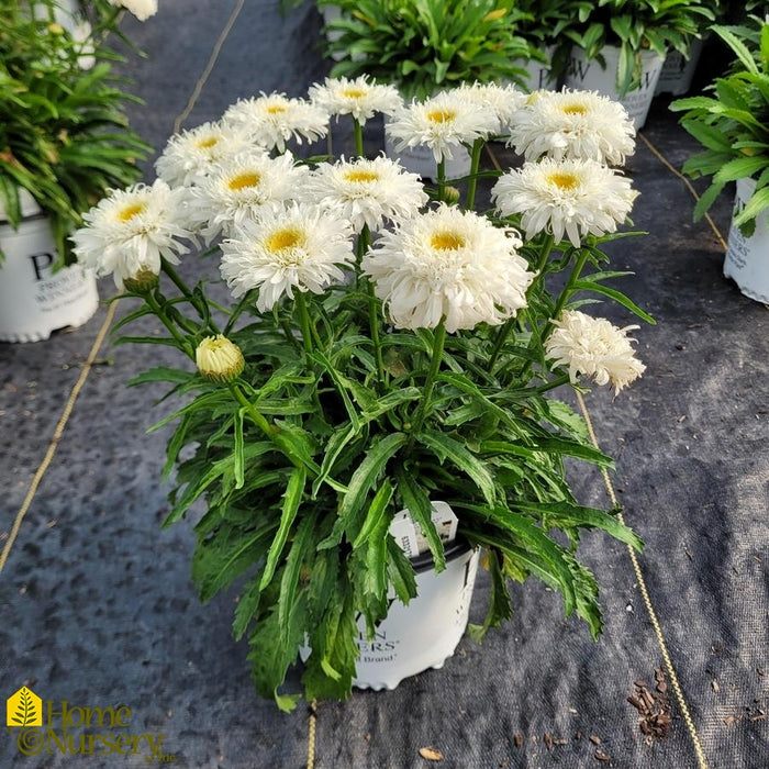 Leucanthemum-Marshmallow - G1