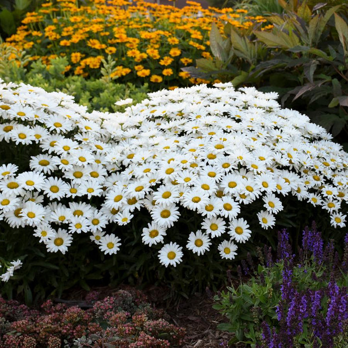 Leucanthemum-Daisy Duke - G1