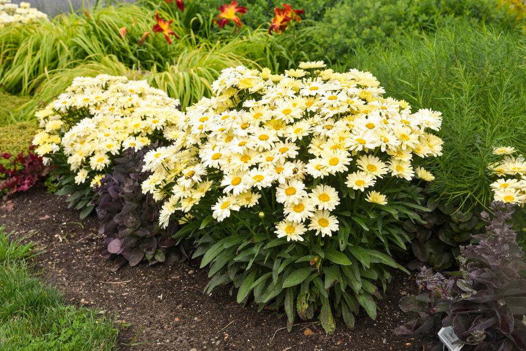 Leucanthemum-Banana Cream - G1