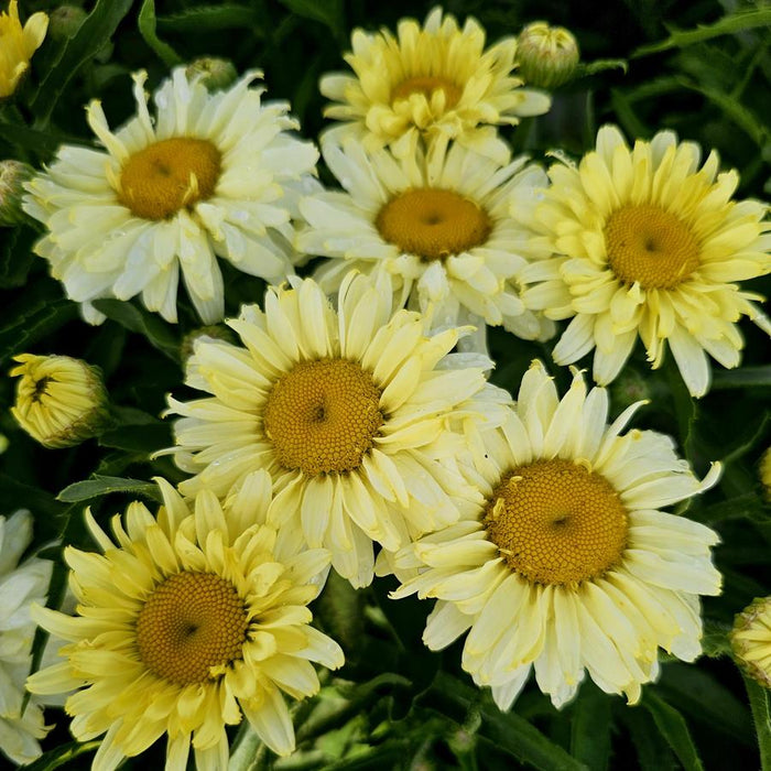 Leucanthemum-Banana Cream - G1