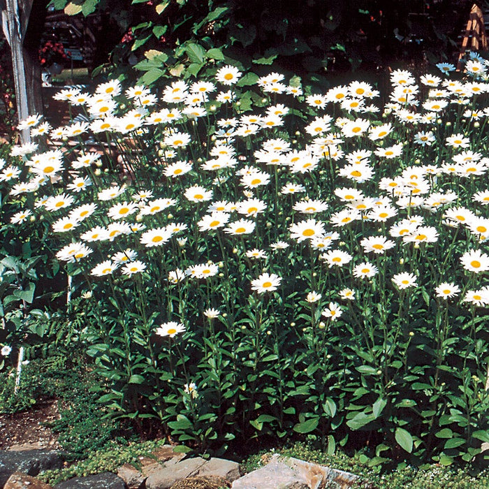 Leucanthemum-Becky - G1