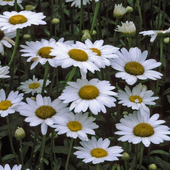 Leucanthemum-Becky - G1