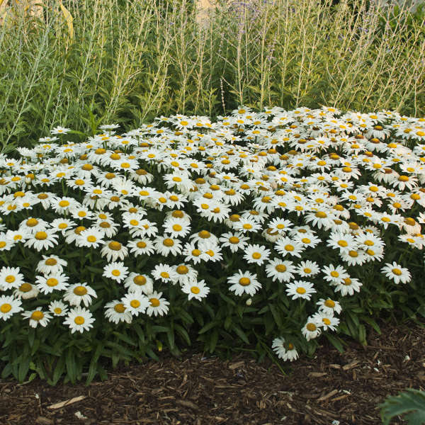 Leucanthemum-Snowcap - G1