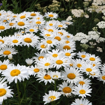 Leucanthemum-Snowcap - G1