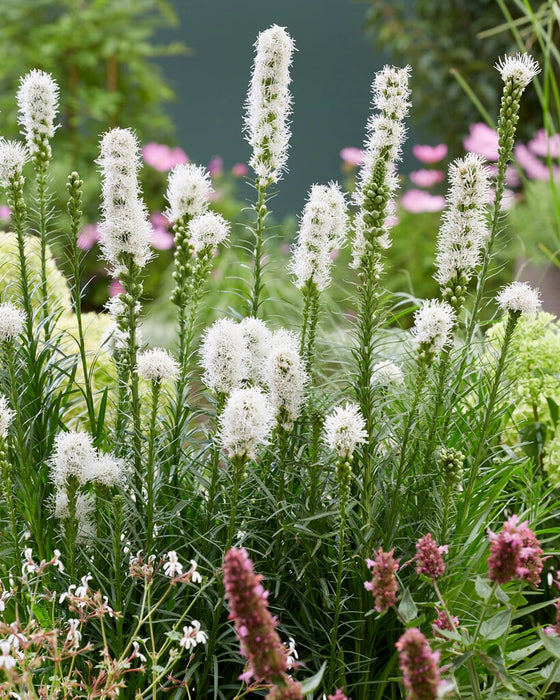 Liatris-Alba (white) - G1