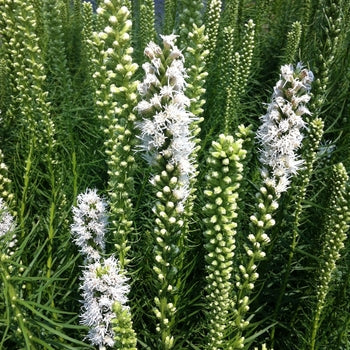 Liatris-Alba (white) - G1