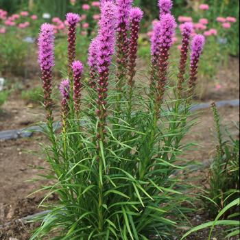 Liatris-Kobold - G1