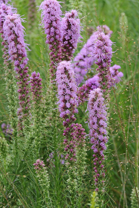 Liatris-Rough Blazing Star - G1
