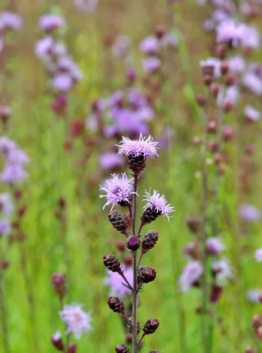Liatris-Meadow Blazing - G1