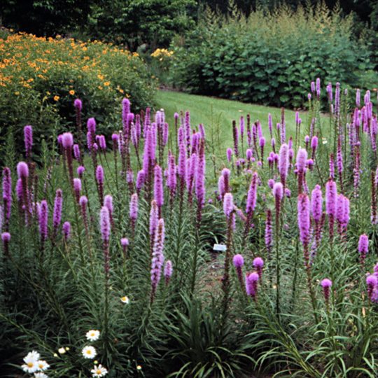 Liatris-Prairie Blazing - G1