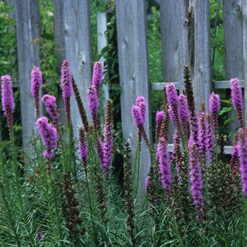 Liatris-Marsh Blazing Star - G1