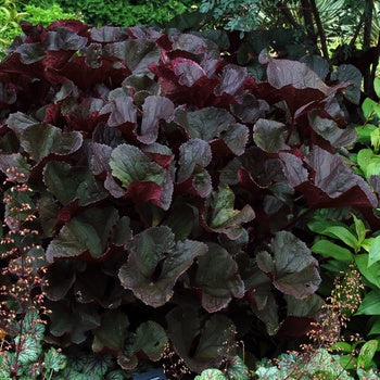 Ligularia-Britt-Marie - G1