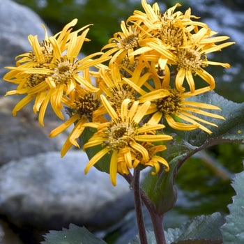Ligularia-Britt-Marie - G1