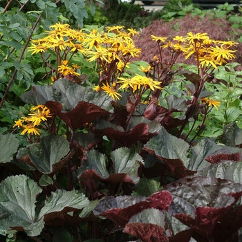 Ligularia-Britt-Marie - G1