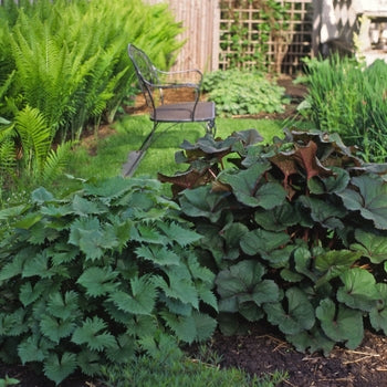Ligularia-The Rocket - G1