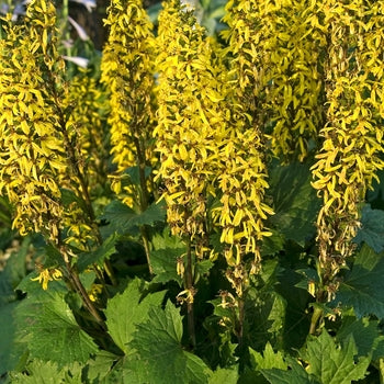 Ligularia-The Rocket - G1