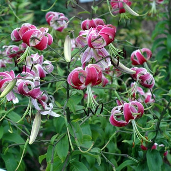 Lilium-Black Beauty - G1