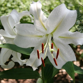 Lilium-Casablanca - G1