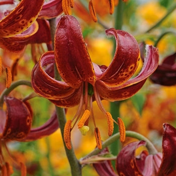 Lilium-Claude Shride - G1