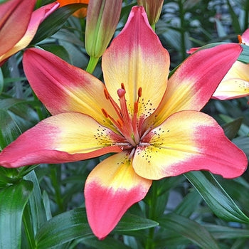 Lilium-Heartstrings - G1