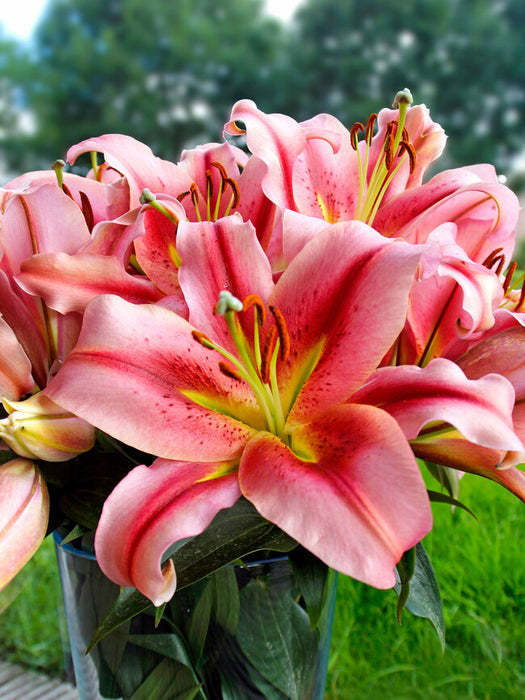 Lilium-Olympic Stars - G1