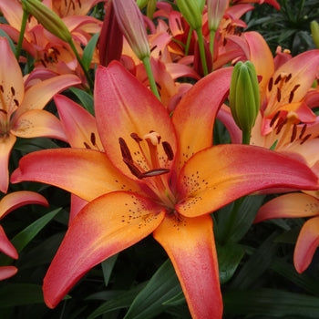 Lilium-Royal Sunset - G1