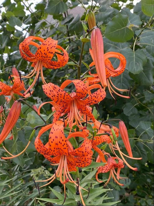 Lilium-Splendens - G1