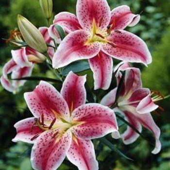 Lilium-O. Stargazer - G1
