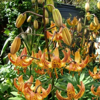 Lilium-Sunny Morning - G1